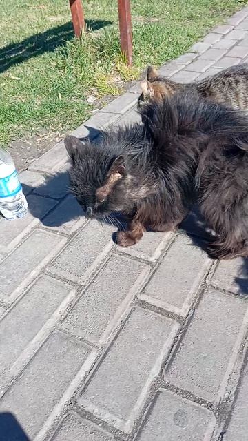 Дети из Эдэмского сада.