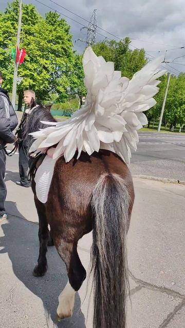 Пегас на минималках