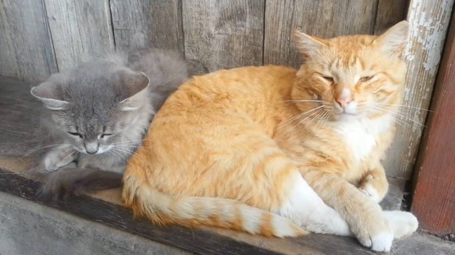 Котики