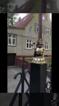 магнолии в Светлогорске