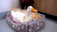 Петух был шокирован, увидев, как кошка спит с уткой - 2025 год