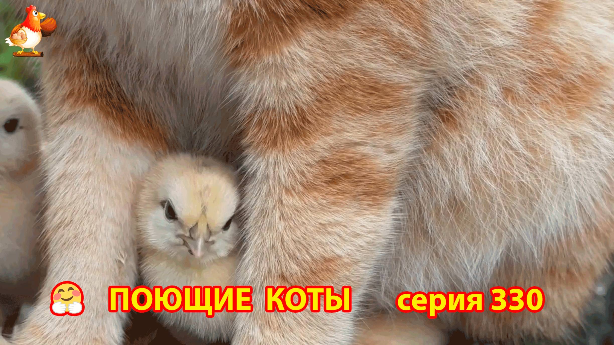 Крутые коты у птичьего двора серия (330)  🐈🐈😹❣️ Природа Абхазии и красивое подворье