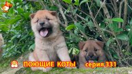 Крутые коты у птичьего двора серия (331) 🐈🐈😹❣️ Природа Абхазии и красивое подворье