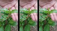 Карликовая вишня Хартлэнд в контейнерах. Small Garden's