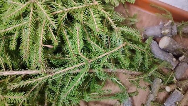 Как использовать ель в огороде? 5 способов, о которых вы не знали!