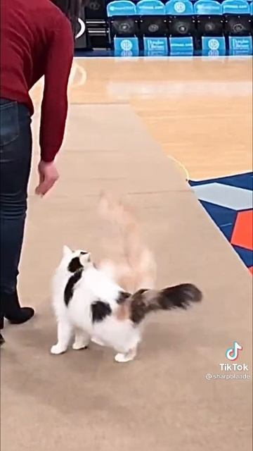 КОТИКИ
