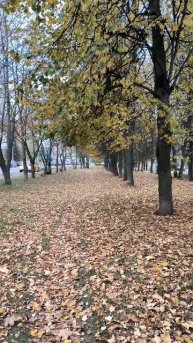По аллее на районе осенью