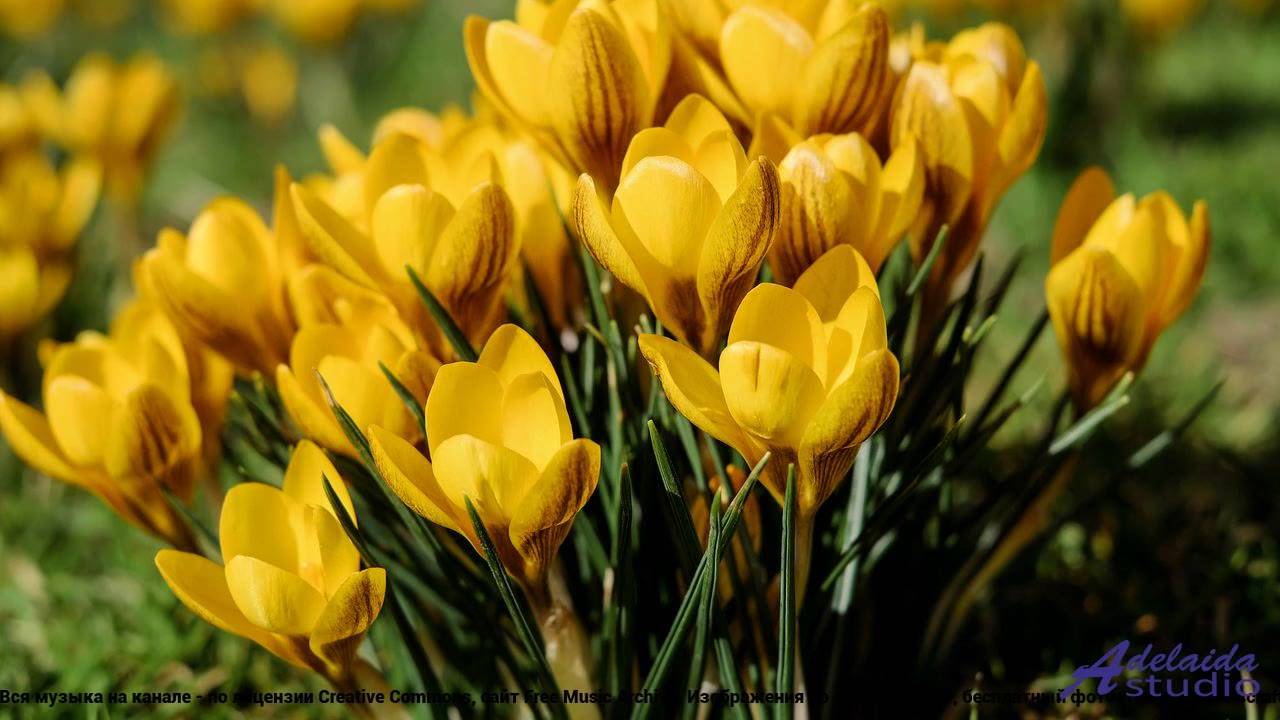 ❤❤❤ Песня, которая звучит как признание - Bright Sunshiny Day (Medium 2 Version) -- BoDleasons -- Ac