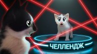 ВЫБЕРИ ПРАВИЛЬНЫЙ ПУТЬ ЧЕЛЛЕНДЖ ! ГИГАНТСКАЯ ИГРА для СМЕШНЫХ КОТОВ А ну-ка давай-ка