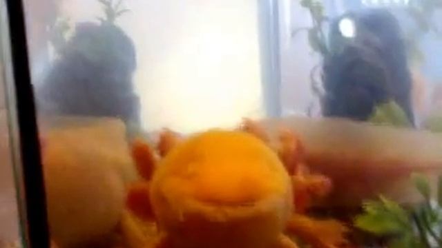 Axolote devora peixes de aquário