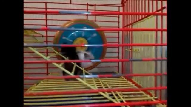 ТЕСТ НА ПСИХИКУ ЧЕЛЛЕДЖ - кто засмеется с того лайк [ В КОНЦЕ ПИАР ]