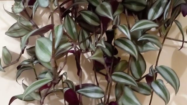 Эти ошибки совершают почти все цветоводы