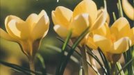 С 1 МАЯ! 🌸 Лучшее музыкальное поздравление с Днём труда!