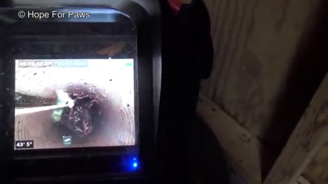 Котенок упал в колодец и провел там 5 дней. Спасение котенка (2019 год)