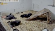 Медвежата развлекаются в детской комнате для медвежат