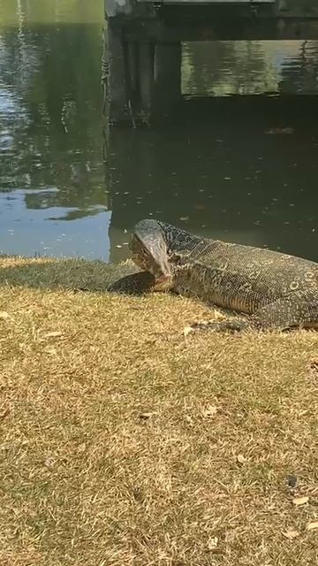 Водяной варан🦎