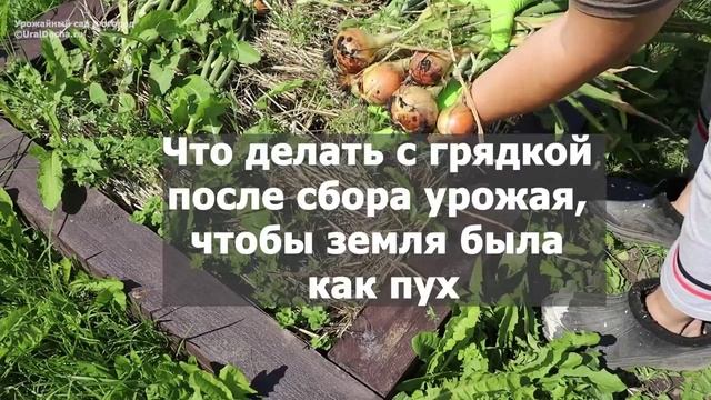Всегда занимаюсь этим с грядкой после того, как соберу урожай, и земля становится легкой, как пух.