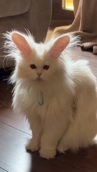 котозайка 🏇
