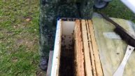 Как ужимать пчёл в зиму При Изоляции Маток!!!