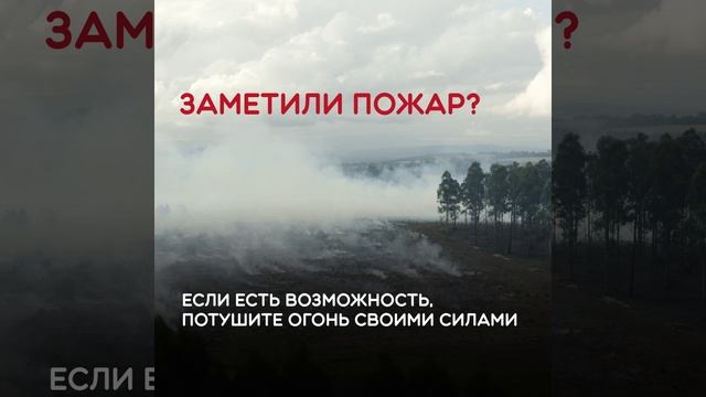 Лесные пожары