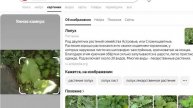 Определение названия трав через Яндекс - Лопух