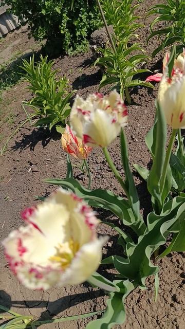 тюльпаны создают праздничное настроение 🌷🌷🌷🌷🩷