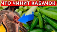 Почему Домашние Кабачки Уходят на Переработку? Кому Нельзя Есть Кабачки? Опасные Факты!