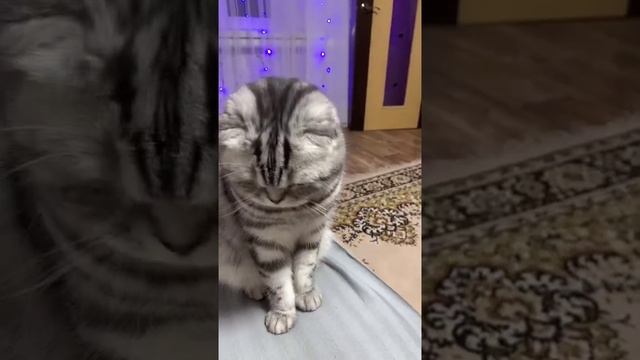 Наш TG https://t.me/liveofcats