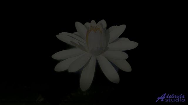 ❤ ❤ ❤ Ритм, который сводит с ума - Insightful Horizons -- Denys Brodovskyi -- Whispered Reverie.mp4