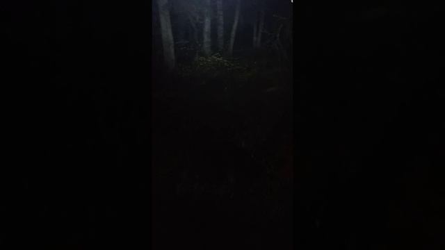 Кот Бают в ночном лесу