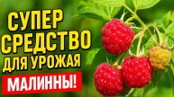 Полив малины весной — секретный режим!