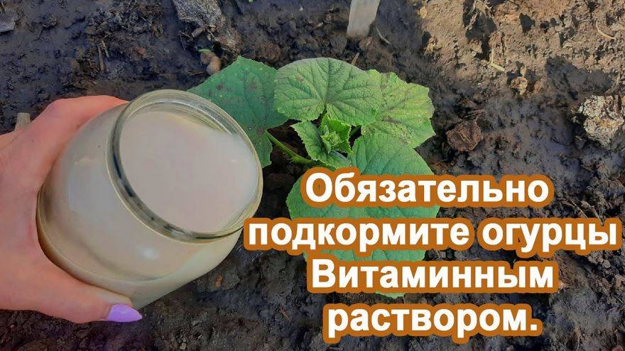 Огурцы завалят урожаем Если внести раствор в Июне Народная подкормка для помощи огурцам в росте.