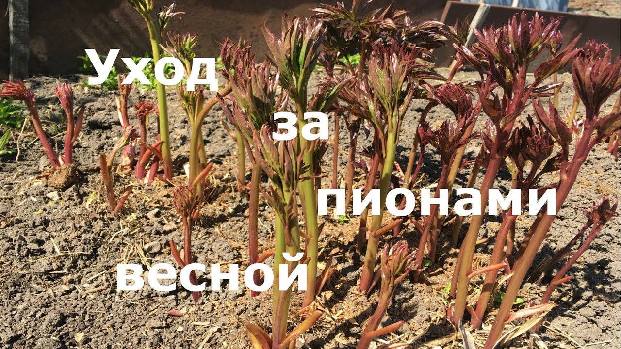 Вот как надо подкормить пионы весной, чтобы они цвели великолепно Уход за пионами весной!