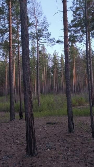 Природа, охота на утку, лес на берегу озера