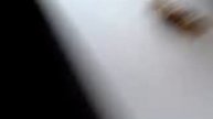 Денежный Гномик 💲 и Египетский кот🐈!