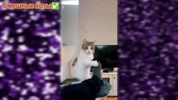 24/7 Смешные Говорящие Коты, Танцующие котики, милые котята / Сборник Подборка забавных видео котов