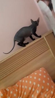 4 часа утра , с сфинксом не скучно)