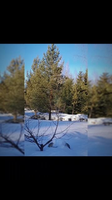 Резиденция художников. Прекрасный зимний день