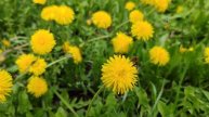 Деревенские одуванчики, деревенская природа, гуляем по деревне, счастливая и уютная жизнь в деревне