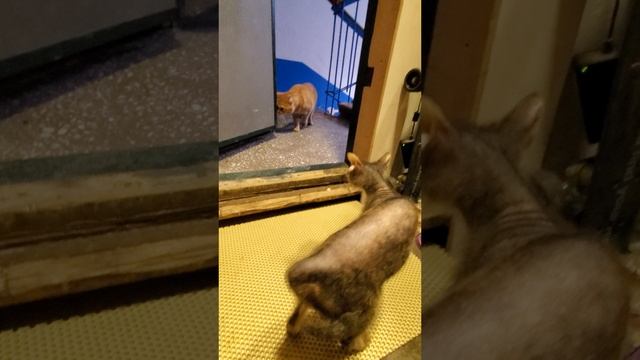 Кошка не отдаст свои владения!