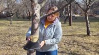 Как сделать ЭФФЕКТИВНЫЙ ЛОВЧИЙ ПОЯС от вредителей на плодовых деревьях.mp4