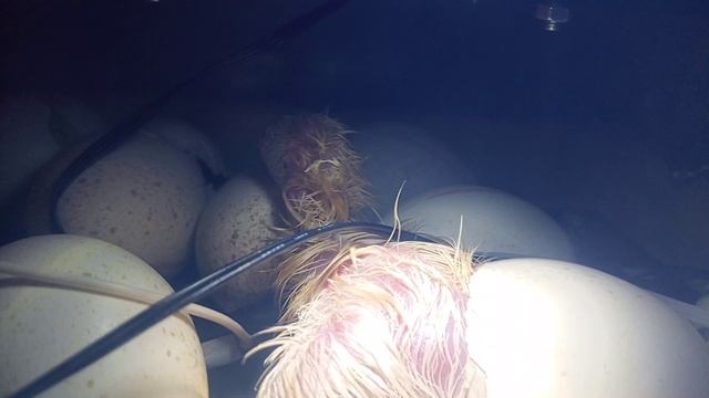 Индюшонок вылупился из яйца