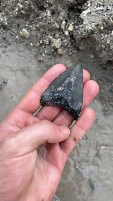 Megalodon Teeth – SHRKco.com