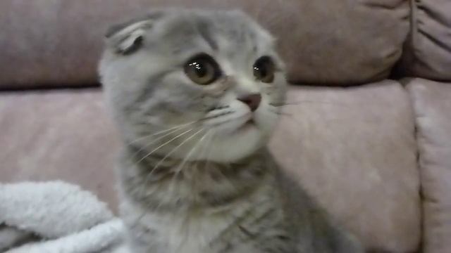 ВНИМАТЕЛЬНЫЙ ВЗГЛЯД МАЛЫША.Видео Татьяны Крестьянсковой