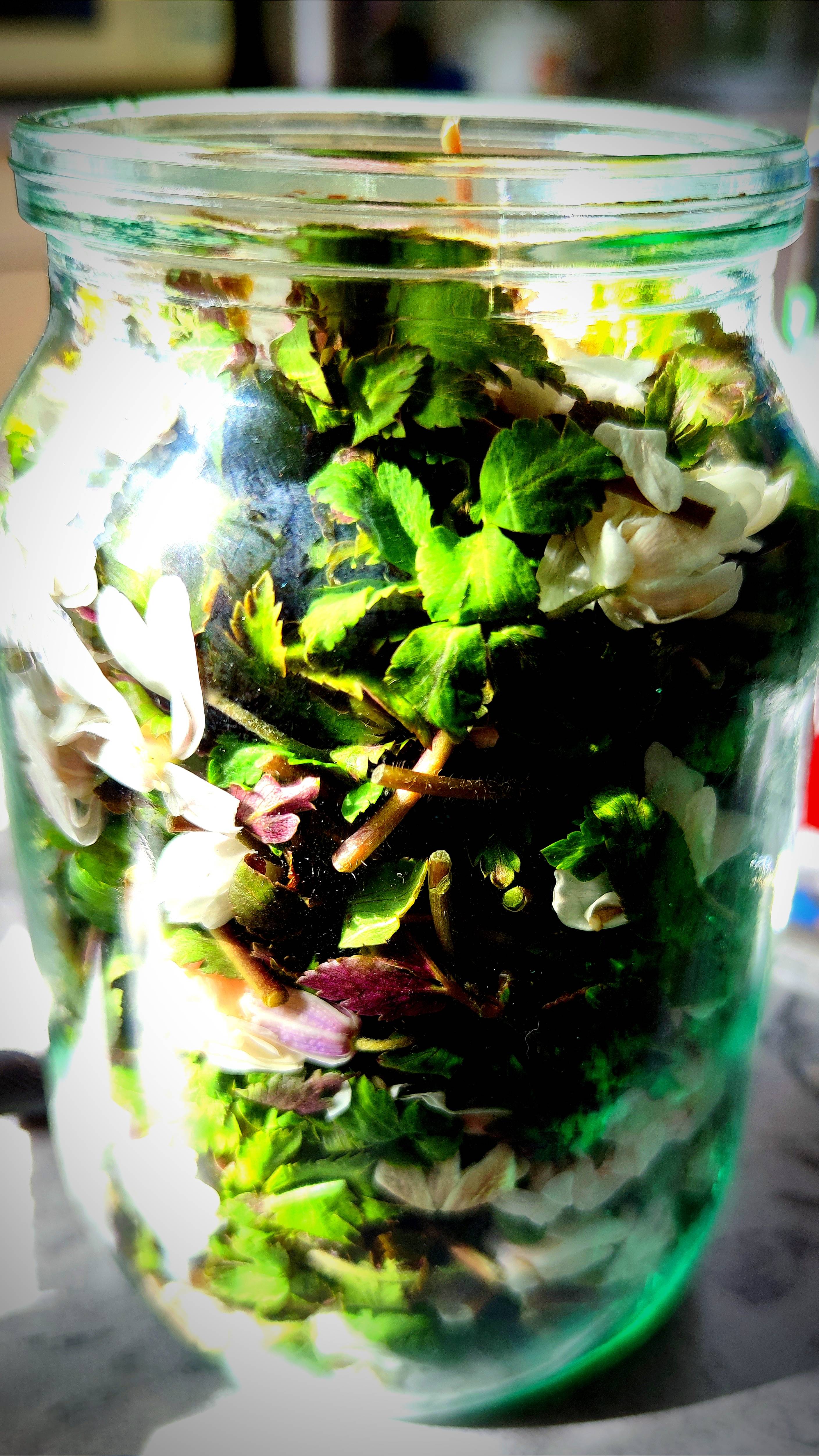 Ветренница