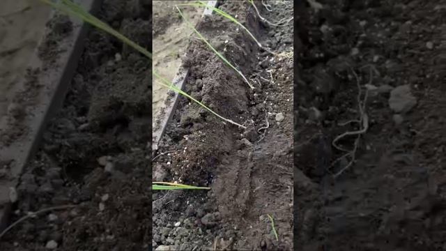 Высадила рассаду лука порея🌱