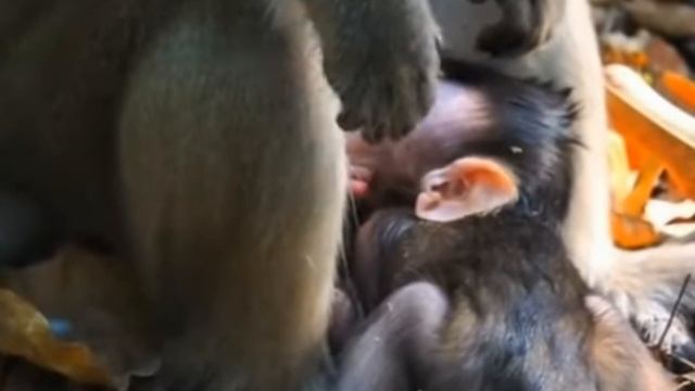Baby Monkey скандалит, кричит, плачет, потому что .... 1000002231.mp4