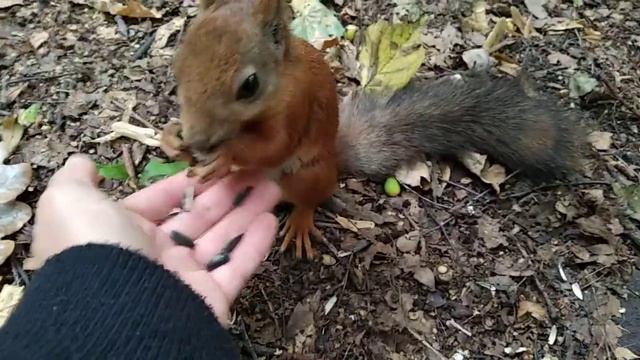Как почесать белке животик
