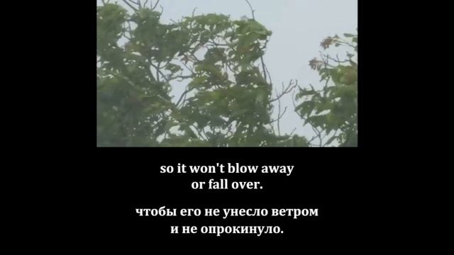 Repeat after the speaker_Parts of Plant_for Kids