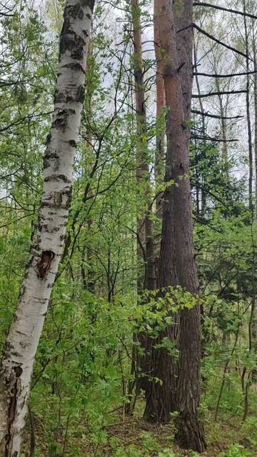 Весенний лес, звуки природы, пение птиц